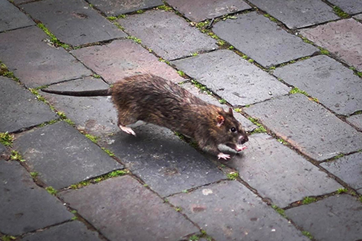 Rats ‘wreaking havoc’ on Britain’s cars with 28% rise of claims for rodent-related issues Rats ‘wreaking havoc’ on Britain’s cars with 28% rise of claims for rodent-related issues